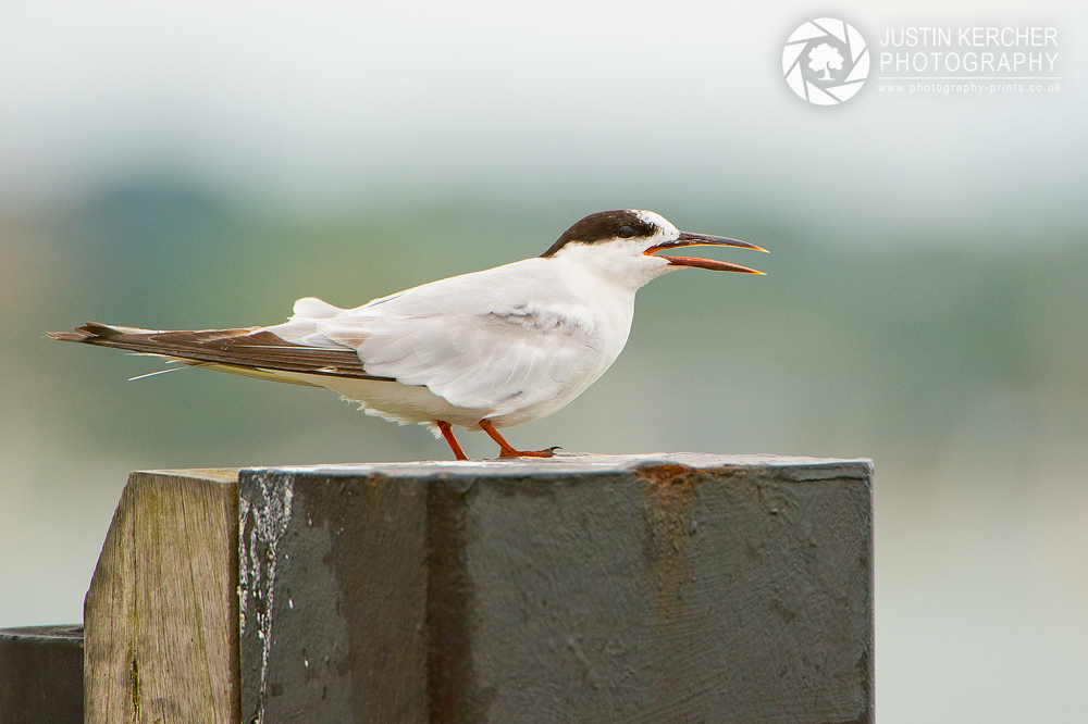 Jeuvenile Common Tern