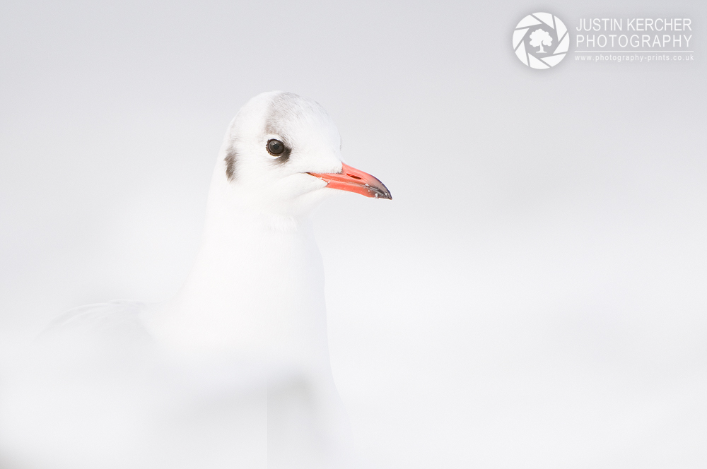 Black Headed Gull Behind Snow