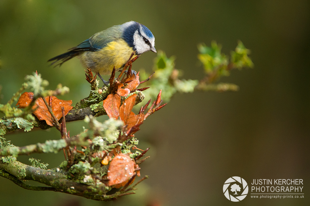 Blue Tit on Branch