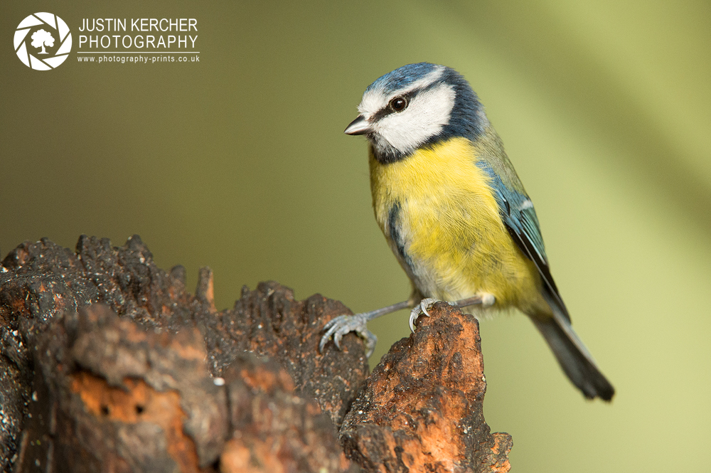 Blue Tit on Log