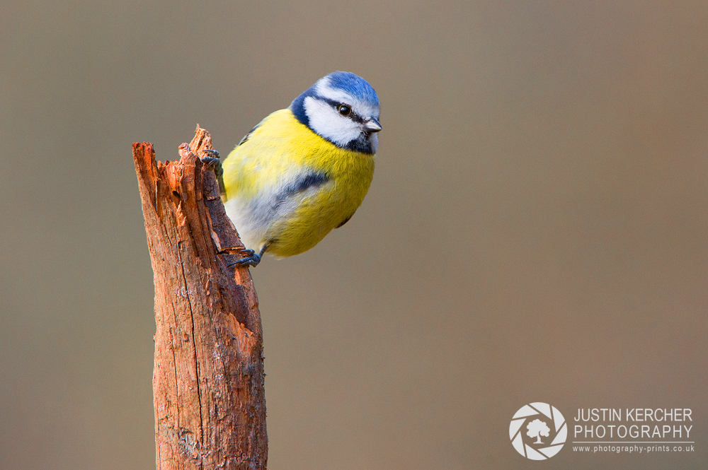 Blue Tit on Branch II