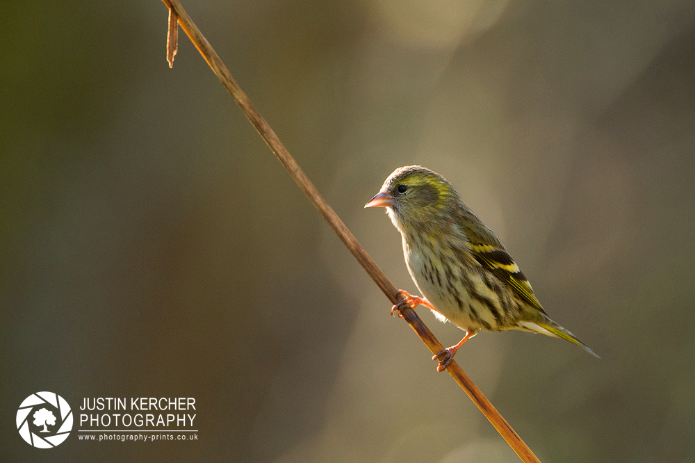 Backlit Siskin