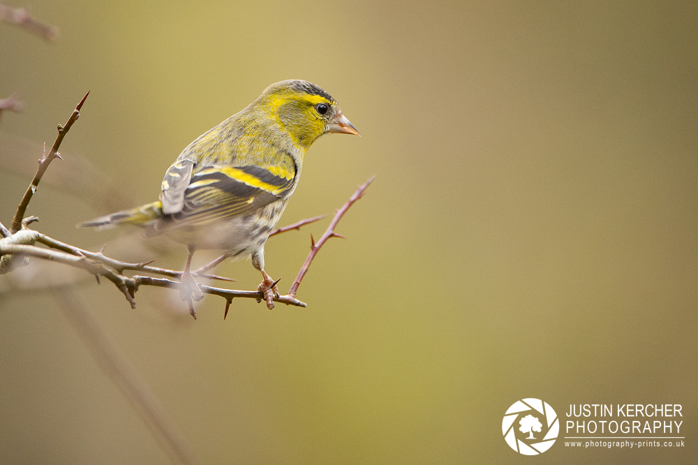 Siskin on Bramble