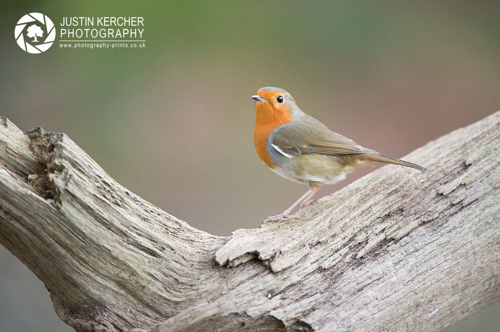 Robin on Log