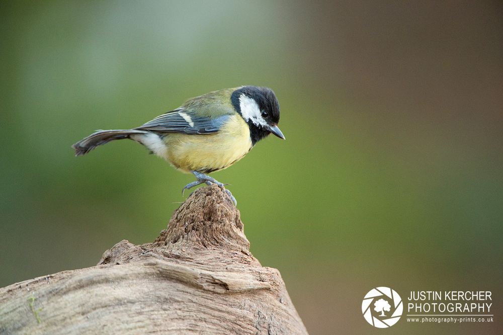 Great Tit on Log