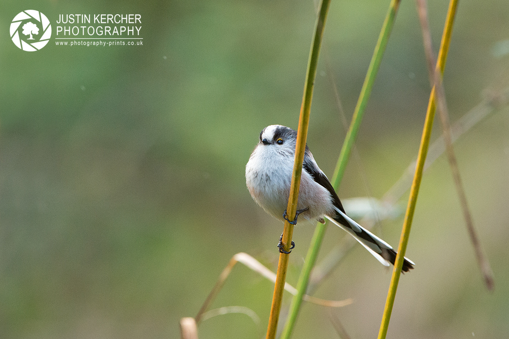 Long-tailed Tit on Reed I