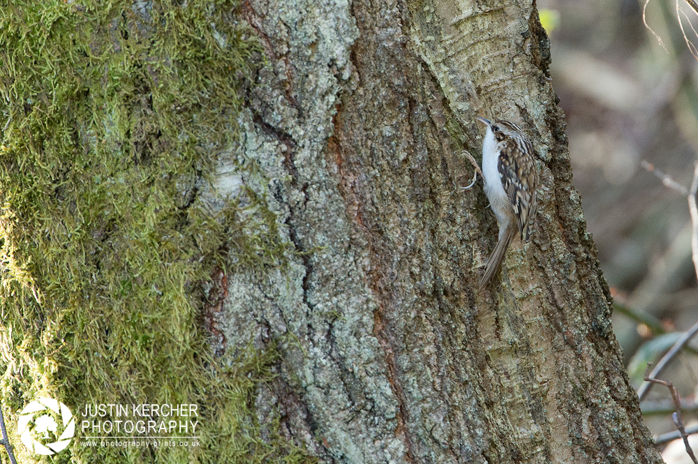 Tree Creeper