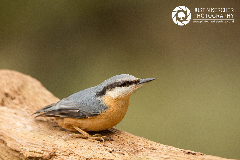 Nuthatc on Log