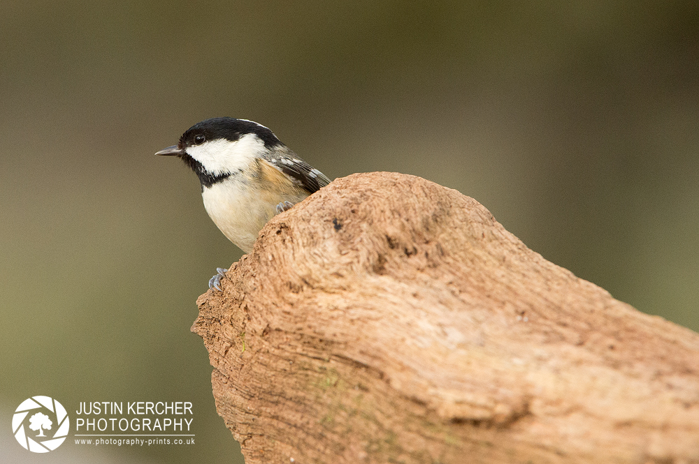 Marsh Tit on Log