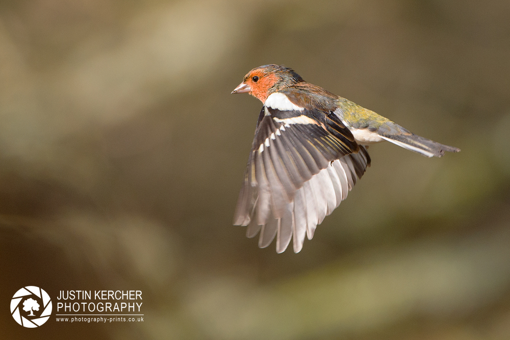 Chaffinch in Flight