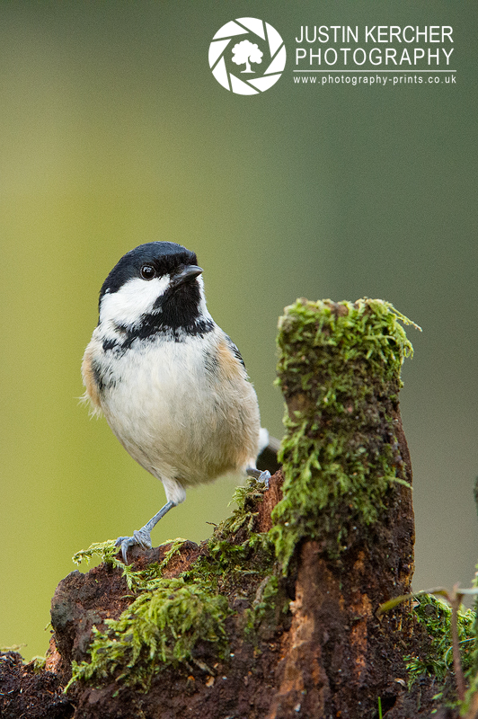 Coal Tit