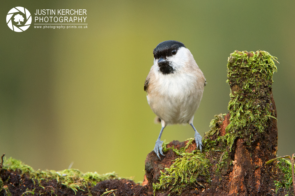 Coal Tit II