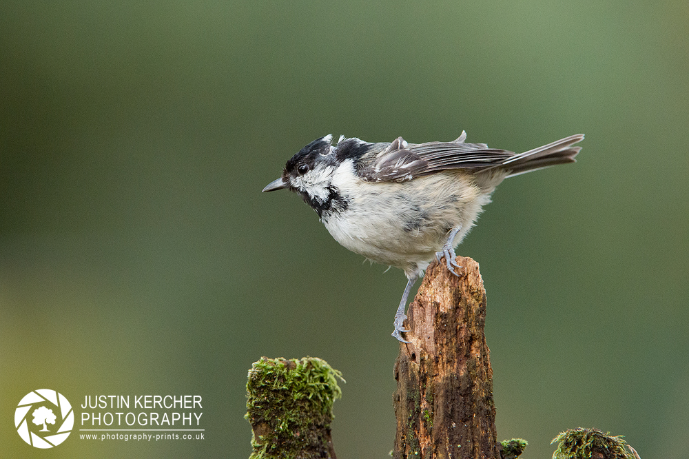 Scruffy Coal Tit