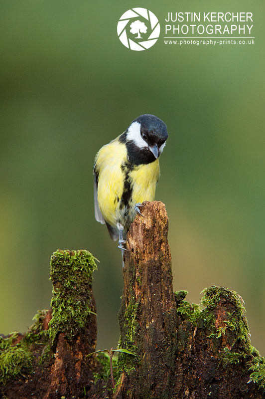 Great Tit