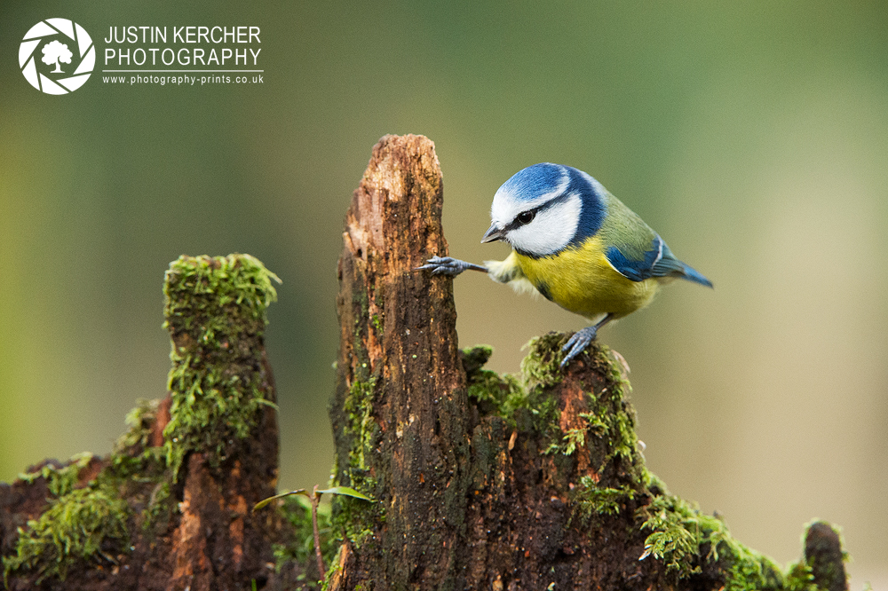 Blue Tit on Mossy Stump