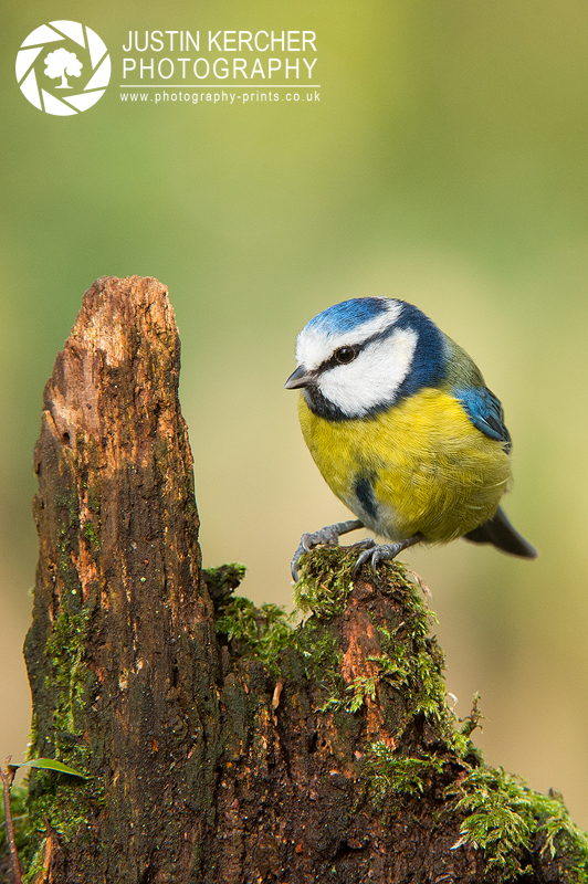 Blue Tit on Mossy Stump II