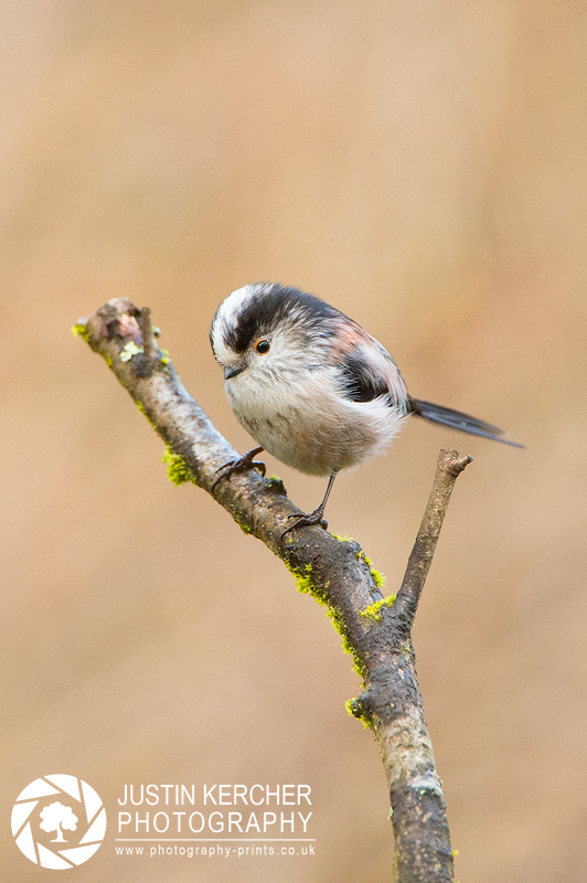 Long Tailed Tit