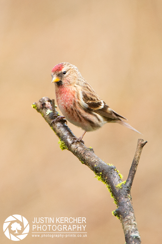 Redpoll