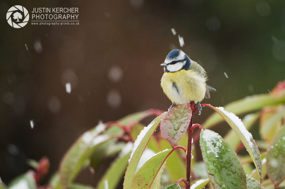 Blue Tit in the Snow