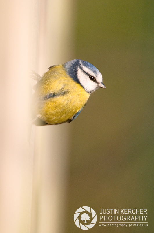 Blue Tit  on a Wall