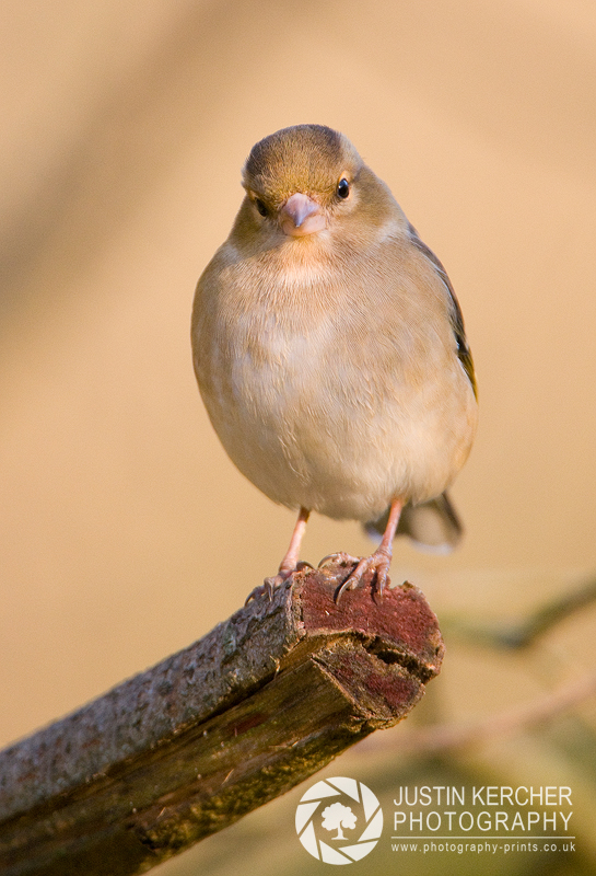 Flirtacious Chaffinch
