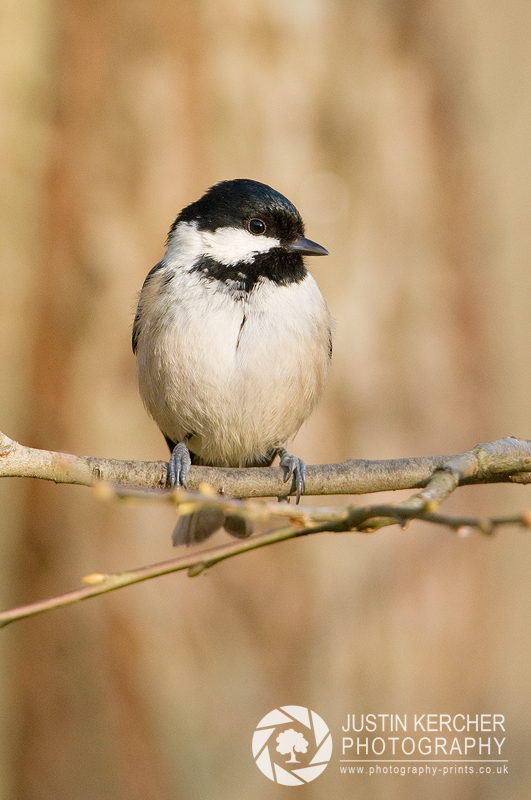 Coal Tit Perched