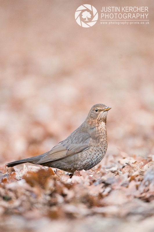 Female Blackbird