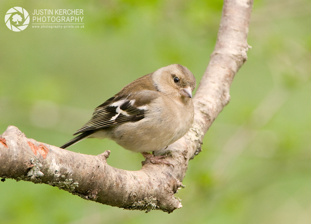 Female Chaffinch