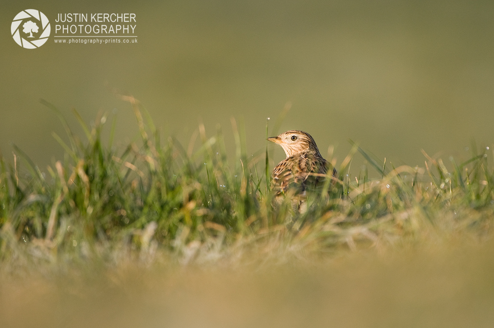 Grasshopper Warbler in the Grass