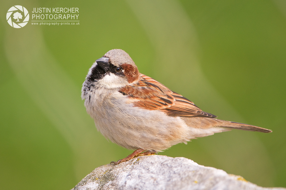 House Sparrow