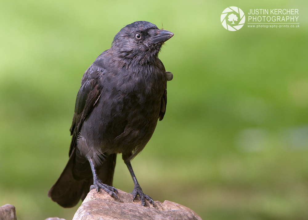 Jackdaw on Rock