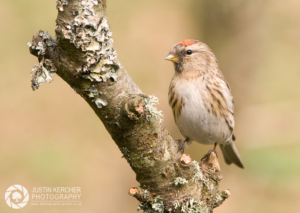 Redpoll on Tree Branch