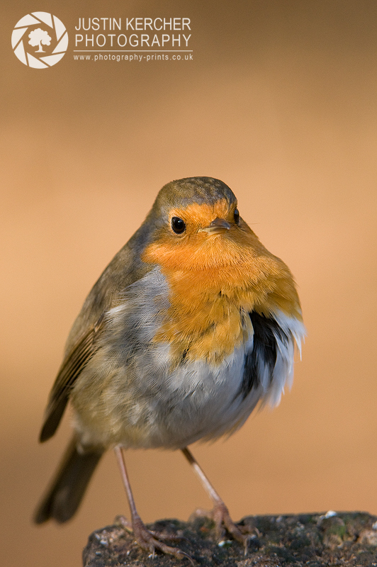 Robin Red Breast