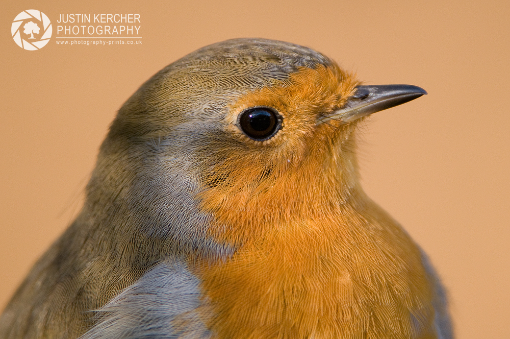 Robin Portrait