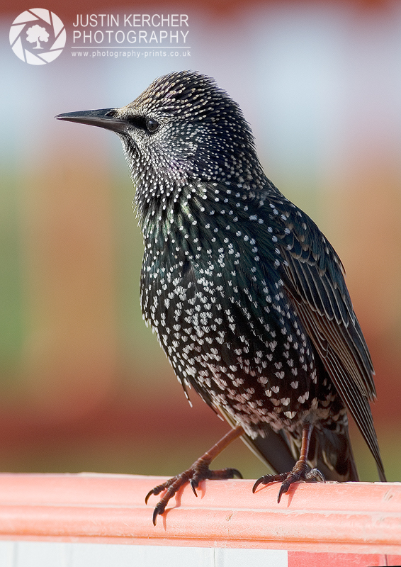 Starling Portrait