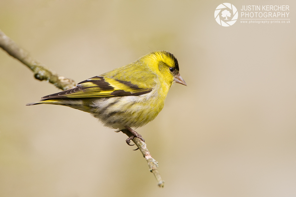 Siskin on Branch