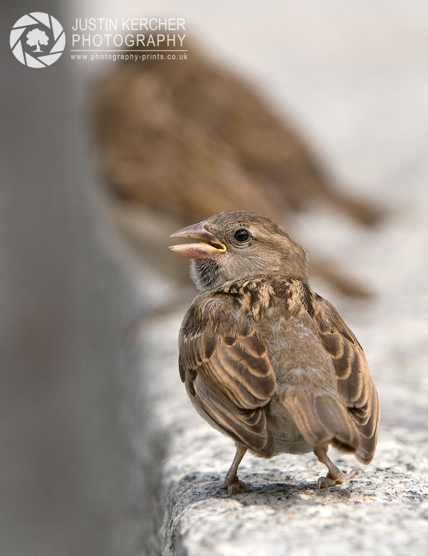 Sparrows