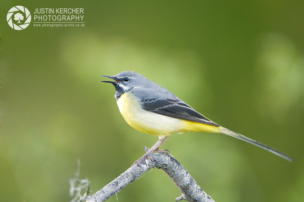 Yellow Wagtail