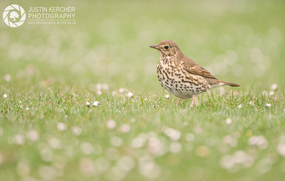 Thrush