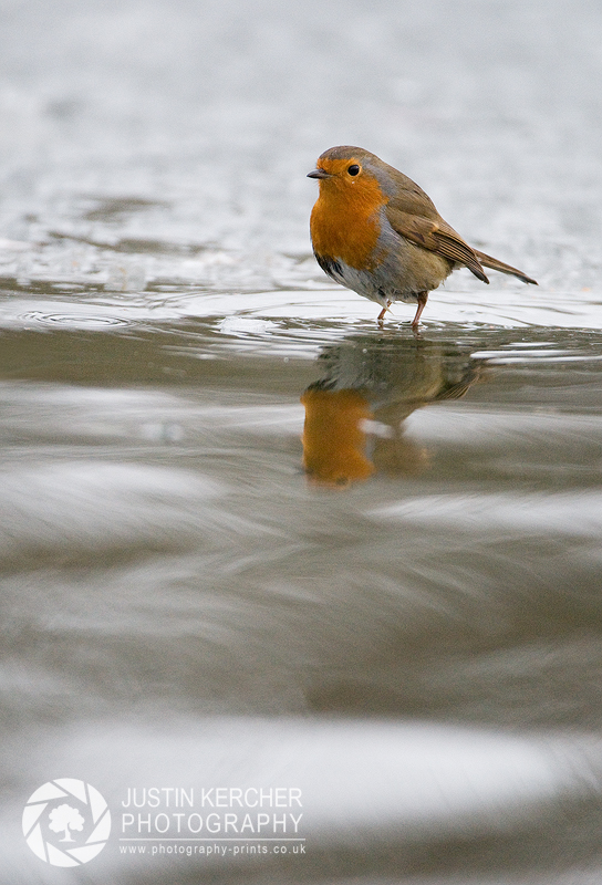 Robin on Ice