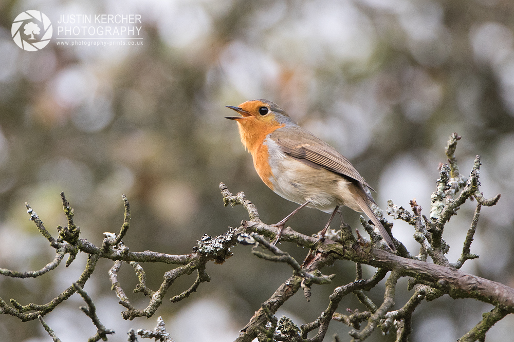 Singing Robin