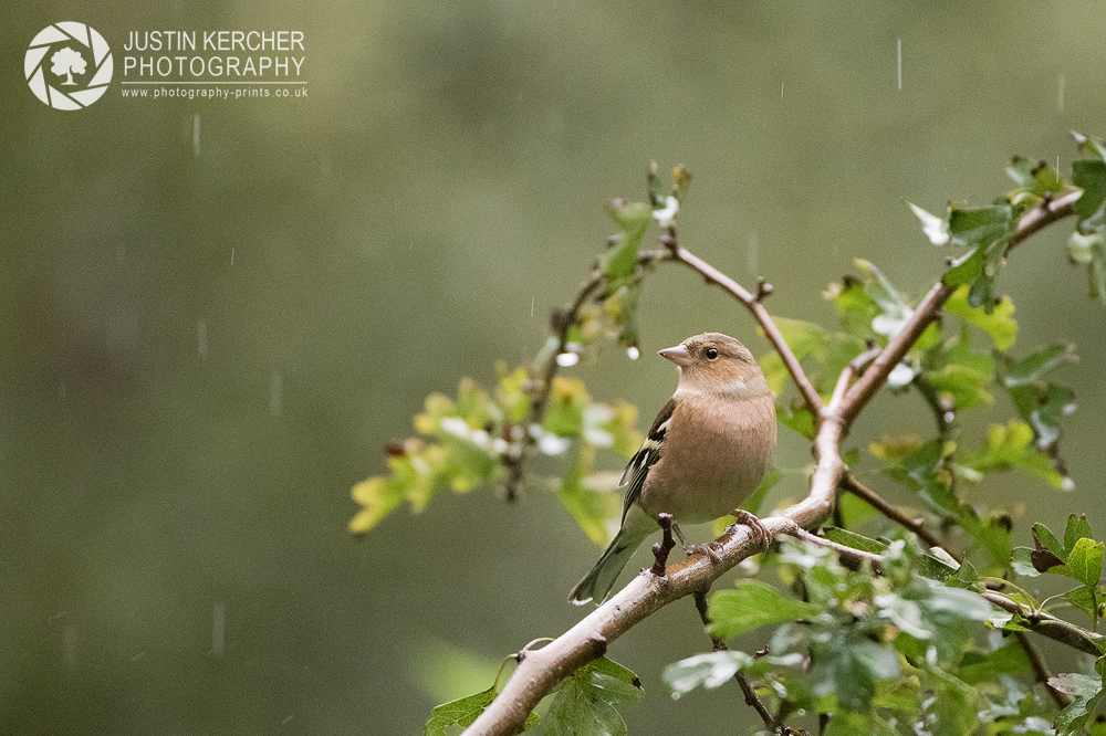 Chaffinch in the Rain