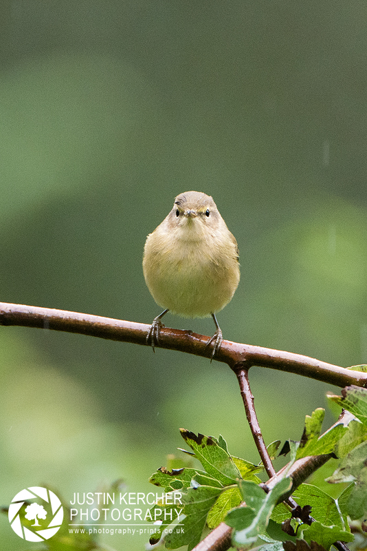 Chiffchaff