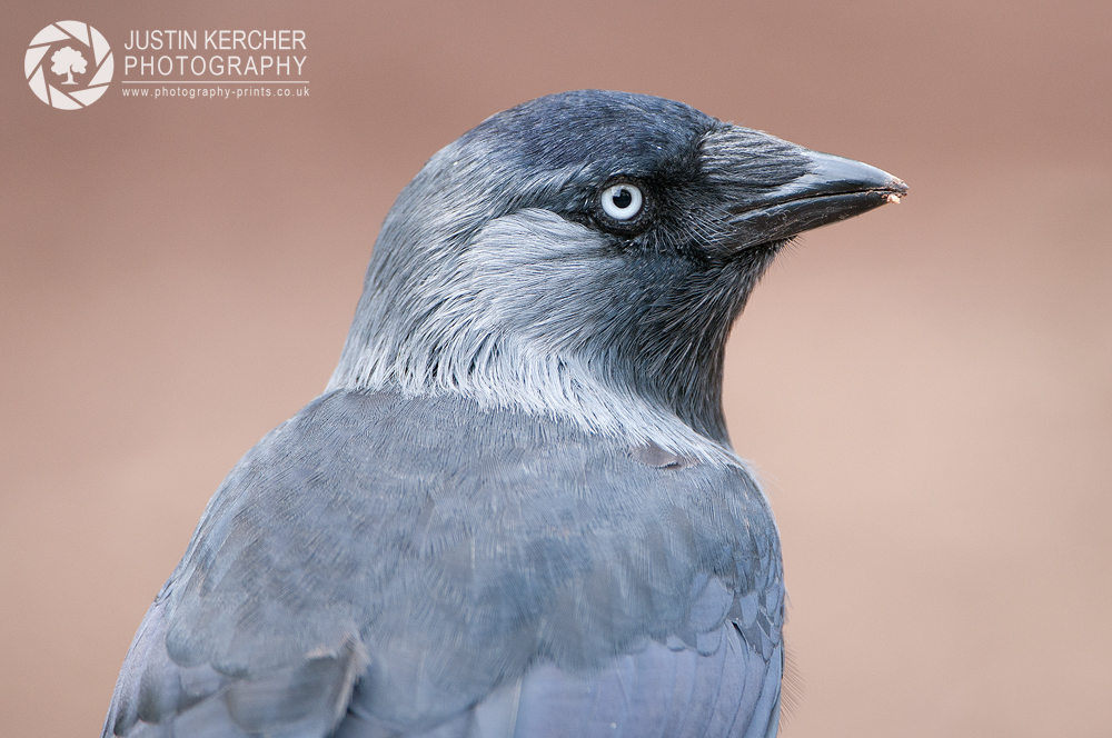 Jackdaw