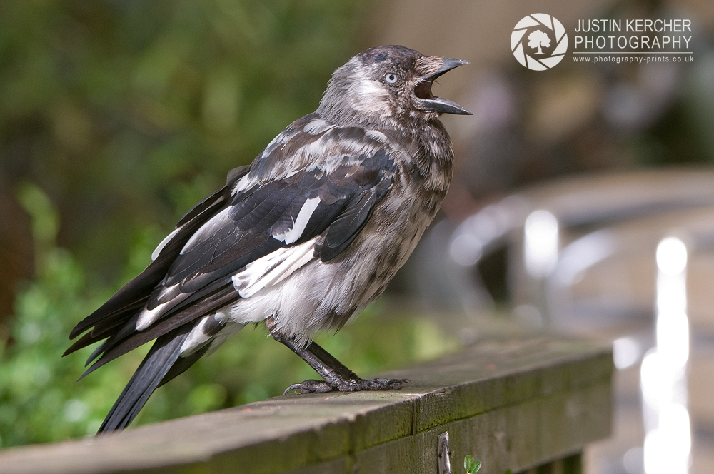 Leucistic Jackdaw