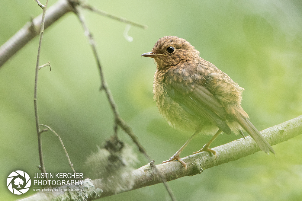 Juvenile Robin