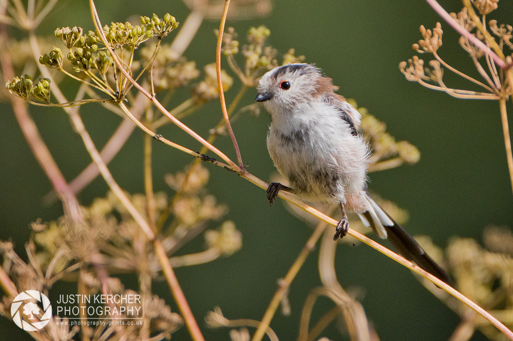 Long Tailed Tit Perching