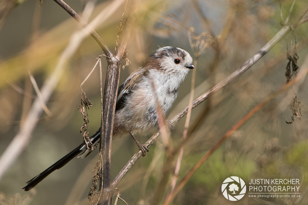 Long Tailed Tit Perching II