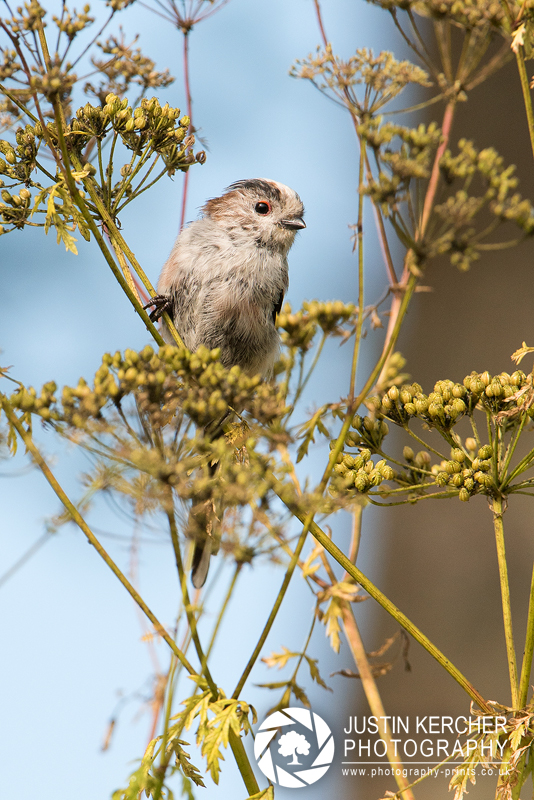 Long Tailed Tit Perching III