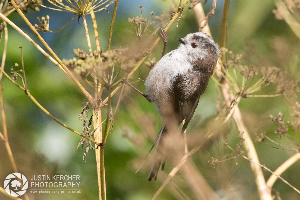 Long Tailed Tit Perching IV